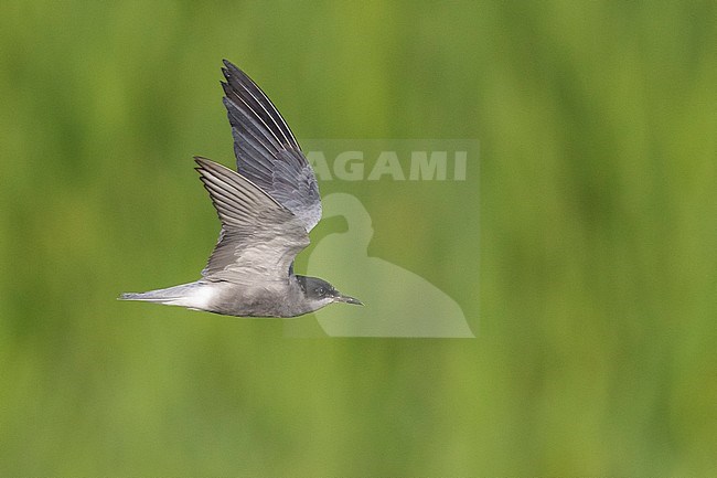 Black Tern (Chlidonias niger),  side view of an adult in flight, Campania, Italy stock-image by Agami/Saverio Gatto,