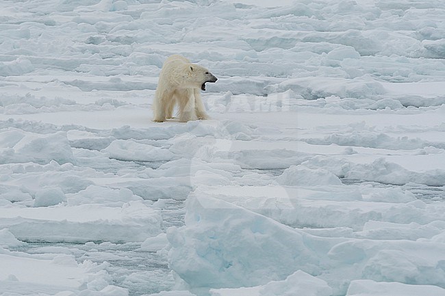 Polar bear, Ursus maritimus, standing on Polar Ice Cap Arctic ocean stock-image by Agami/Sergio Pitamitz,