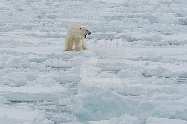 Polar bear, Ursus maritimus, standing on Polar Ice Cap Arctic ocean stock-image by Agami/Sergio Pitamitz,
