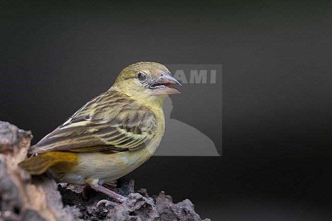 Female  (type) Village weaver (Ploceus cucullatus) in The Gambia. stock-image by Agami/Han Bouwmeester,