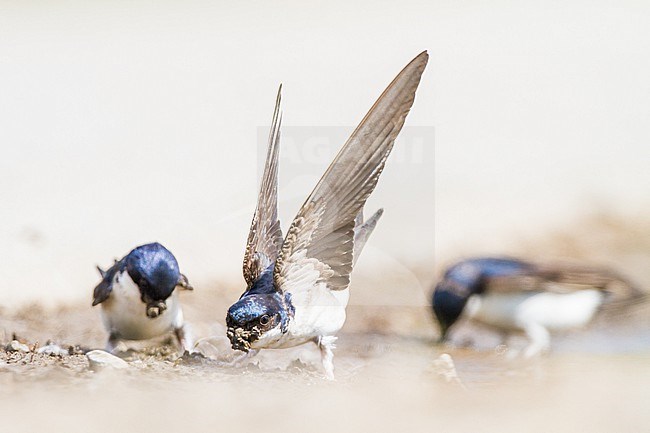 Huiszwaluw, Common House Martin, Delichon urbicum flock gathering mud for their nests stock-image by Agami/Menno van Duijn,