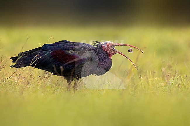 Adult Northern Bald Ibis (Geronticus eremita) in Italy. Also known as hermit ibis or waldrapp. stock-image by Agami/Daniele Occhiato,