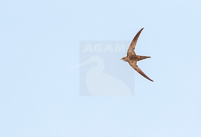 Pallid Swift (Apus pallidus) in central Spain during summer. stock-image by Agami/Marc Guyt,