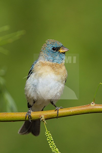 Adult male Lazuli Bunting (Passerina amoena) in transition to breeding plumage in Riverside County in California. Perched on a twig during spring. stock-image by Agami/Brian E Small,