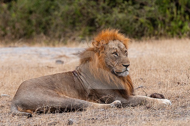 Portrait of an alert male lion, Panthera leo, at rest. Chobe National Park, Kasane, Botswana. stock-image by Agami/Sergio Pitamitz,