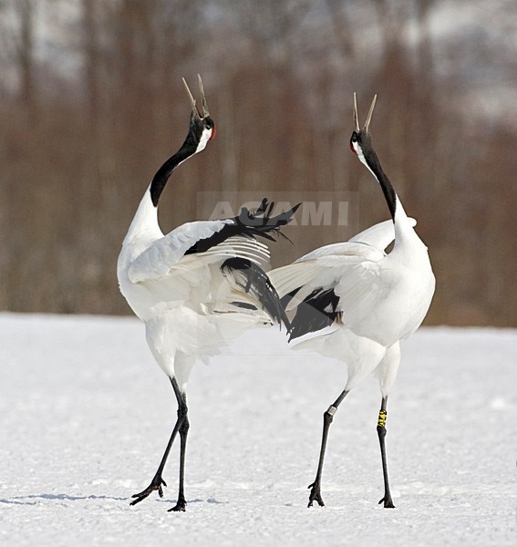 Dancende Chinese Kraanvogels; Dancing Red-crowned Cranes stock-image by Agami/Marc Guyt,
