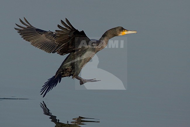 Great Cormorant flying; Aalscholver vliegend stock-image by Agami/Daniele Occhiato,