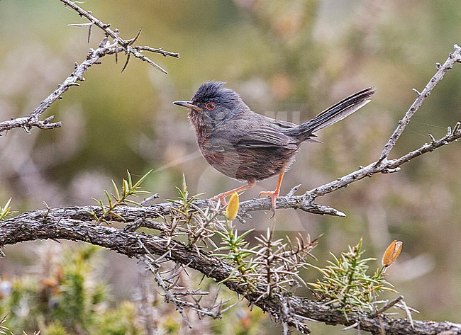 Dartford Warbler (Sylvia undata dartfordiensis) British subspecies/race male stock-image by Agami/Andy & Gill Swash ,