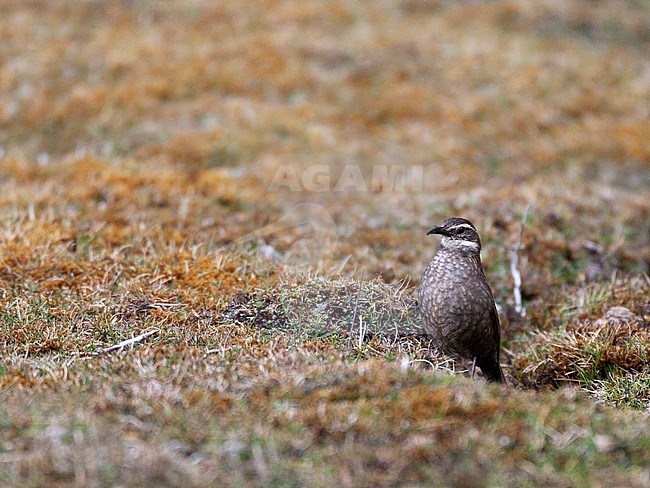 Adult Critically Endangered Royal Cinclodes (Cinclodes aricomae) in the high remote Andes of Peru near the Abra patricia pass. Male standing alert on the ground near Polylepis woodland patch. stock-image by Agami/Marc Guyt,