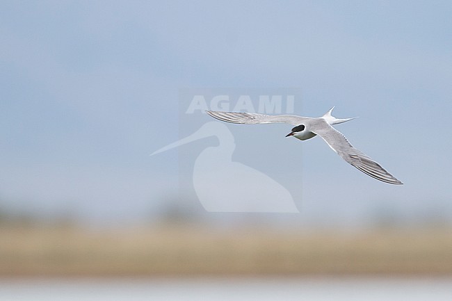 Common Tern - Flussseeschwalbe - Sterna hirundo ssp. minussensis (with characters longipennis), Kazakhstan, adult stock-image by Agami/Ralph Martin,