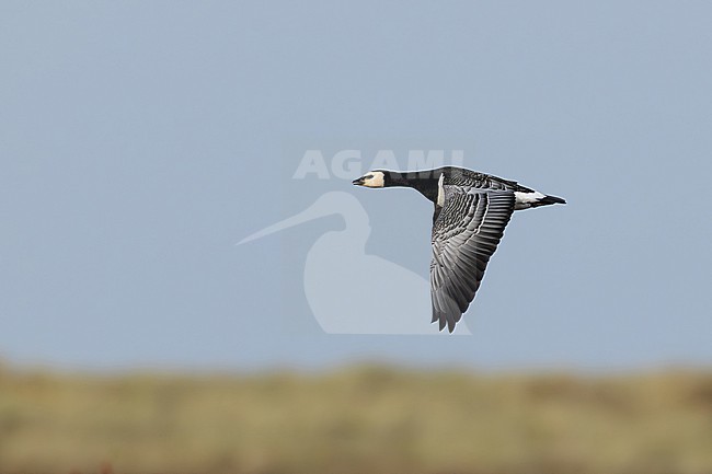adult barnacle goose (branta leucopsis) in flight during autumn migration, found at Fehmarn at the Baltic Sea in Germany stock-image by Agami/Mathias Putze,