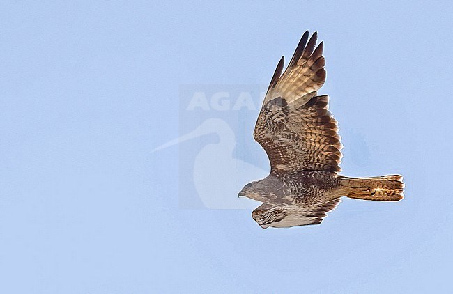 Cape Verde Buzzard (Buteo bannermani) at Santiago, Cape Verde stock-image by Agami/Eduard Sangster,