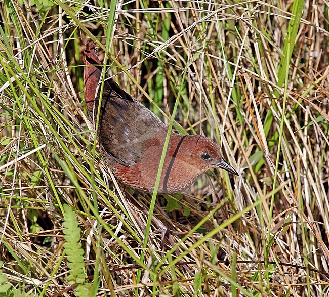 Bartletts Ral, Slender-billed flufftail stock-image by Agami/Pete Morris,