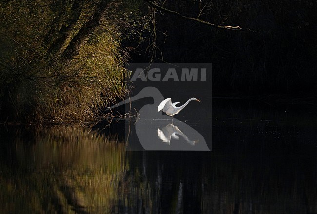 Grote Zilverreiger vissend; Great Egret fishing stock-image by Agami/Hans Gebuis,