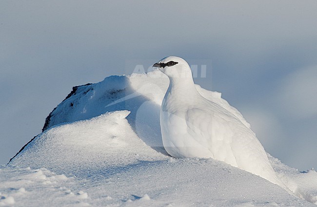 Ptarmigan (Lagopus mutus) Utsjoki Finland February 2019 stock-image by Agami/Markus Varesvuo,