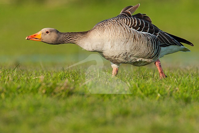 Grauwe Gans in dreighouding, Grey-lag Goose in threat posture stock-image by Agami/Wil Leurs,