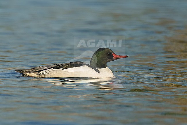 Adult male
Sacramento Co., CA
January 2023 stock-image by Agami/Brian E Small,