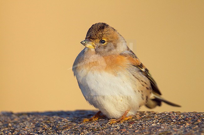 Brambling - Bergfink - Fringilla montifringilla, Germany, 1st cy male stock-image by Agami/Ralph Martin,