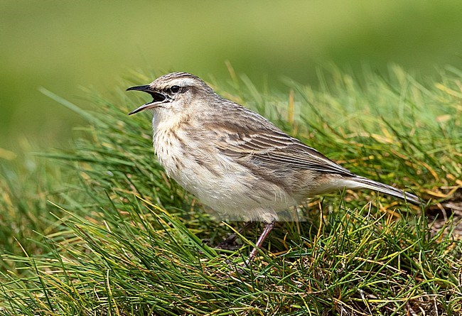 Singing Campbell Island Pipit (Anthus novaeseelandiae aucklandicus) on Campbell island, subantarctic New Zealand. Standing on the ground between green grass. stock-image by Agami/Marc Guyt,