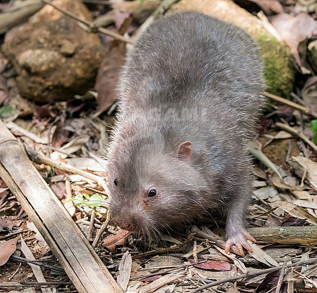 Hoary bamboo rat (Rhizomys pruinosus) in Vietnam. Most probably this species. stock-image by Agami/Pete Morris,