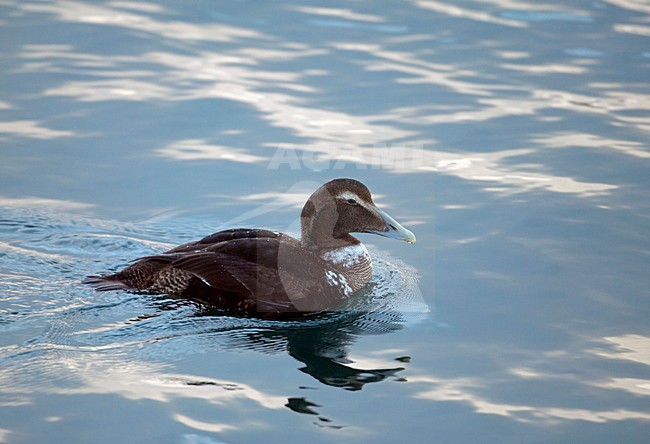 Eider, Common Eider, Somateria mollissima stock-image by Agami/Markus Varesvuo,