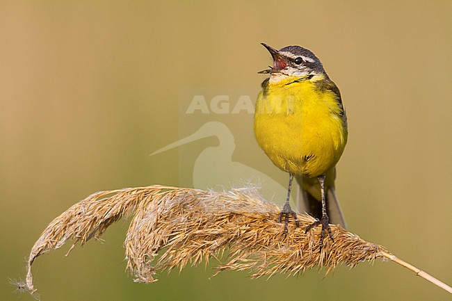 Blue-headed Wagtail - Wiesen-Schafstelze - Motacilla flava ssp. flava, Hungary, adult male stock-image by Agami/Ralph Martin,