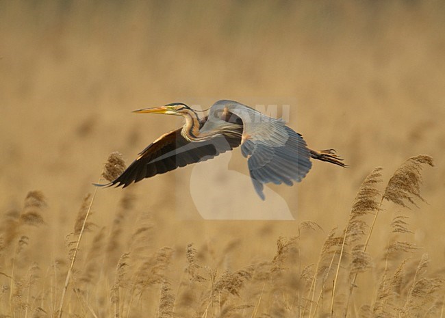 Volwassen Purperreiger in vlucht; Adult Purple Heron in flight stock-image by Agami/Hans Gebuis,