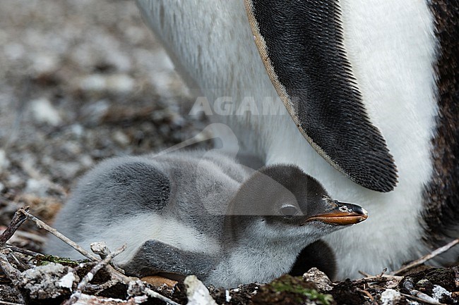 A Gentoo penguin chick, Pygoscelis papua. Sea Lion Island, Falkland Islands stock-image by Agami/Sergio Pitamitz,