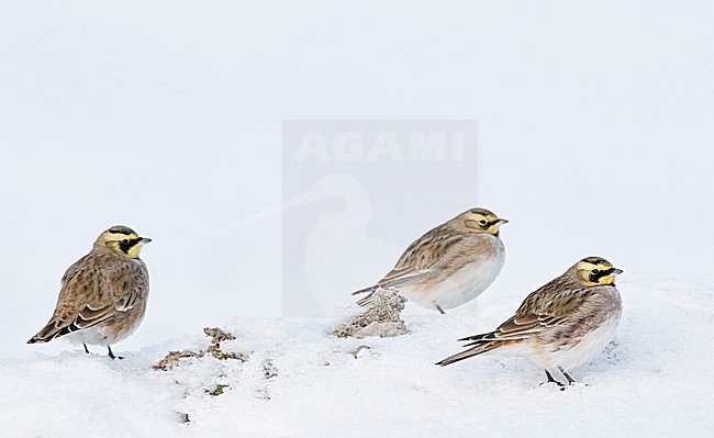 Shore Lark (Eremophila alpestris) Vantaa Finland February 2018 stock-image by Agami/Markus Varesvuo,