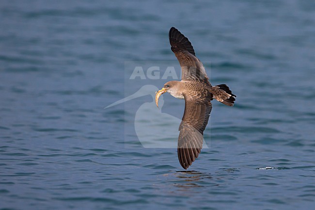 Vliegende Scopoli's Pijlstormvogel; Scopoli's Shearwater in flight stock-image by Agami/Daniele Occhiato,