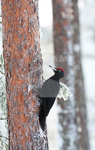 Male Black Woodpecker (Dryocopus martius) perched against a tree in a snow covered taiga forest in northern Finland. stock-image by Agami/Marc Guyt,