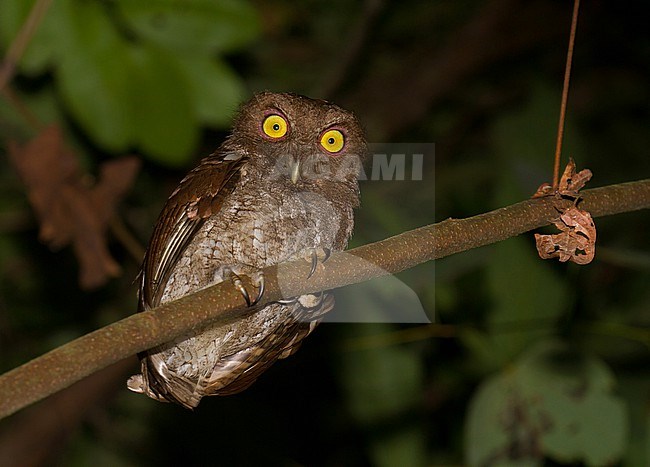 Choco screech owl (Megascops centralis) in reserva paujil , Colombia. Perched on a branch. stock-image by Agami/Dani Lopez-Velasco,