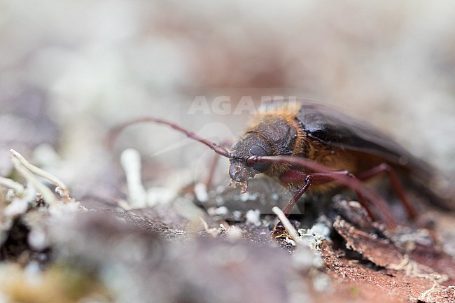 Tragosoma depsarium in a woodland in Bavaria, Germany. stock-image by Agami/Ralph Martin,