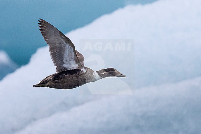 Common Eider (Somateria mollissima borealis), side view of an immature male in flight, Southern Region, Iceland stock-image by Agami/Saverio Gatto,