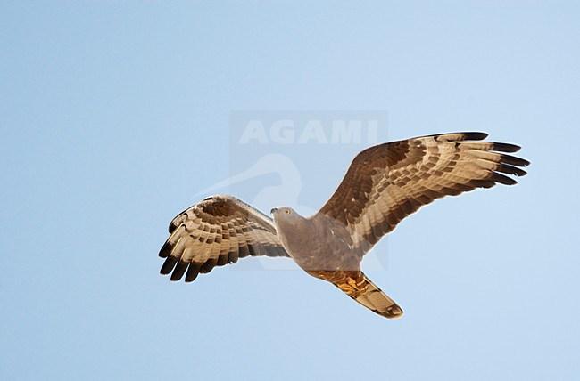 Volwassen Wespendief in de vlucht; Adult European Honey Buzzard in flight stock-image by Agami/Markus Varesvuo,