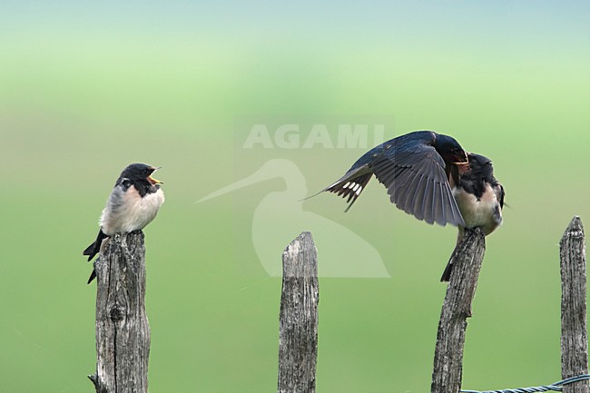 Juveniele Boerenzwaluw gevoerd door ouder Nederland, Juvenile Barn Swallow fed by parent Netherlands stock-image by Agami/Wil Leurs,