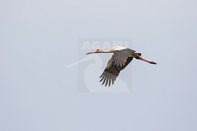 FLying Maguari stork (Ciconia maguari) in Paraguay. stock-image by Agami/Pete Morris,