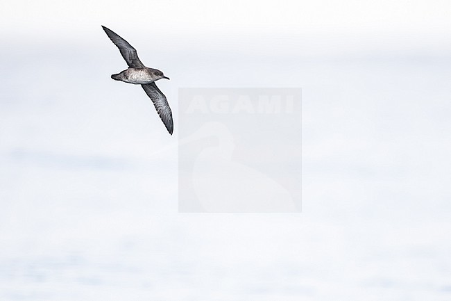  stock-image by Agami/Menno van Duijn,
