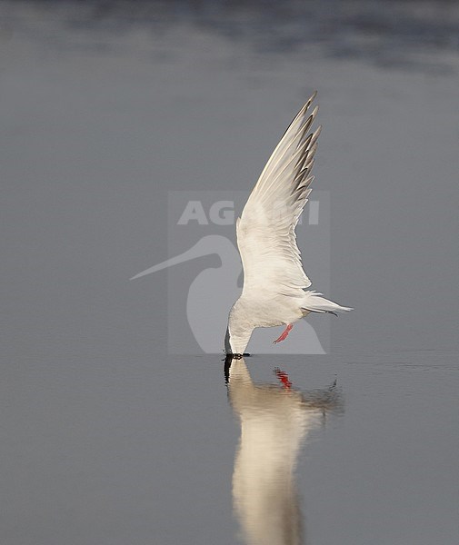 Arctic Tern, Sterna paradisaea, catching sandworms at Fyn, Denmark stock-image by Agami/Helge Sorensen,