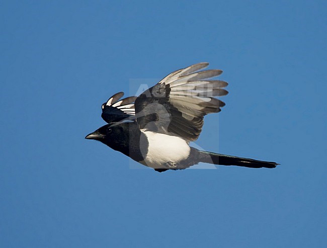 Ekster in de vlucht; Eurasian Magpie in flight stock-image by Agami/Marc Guyt,