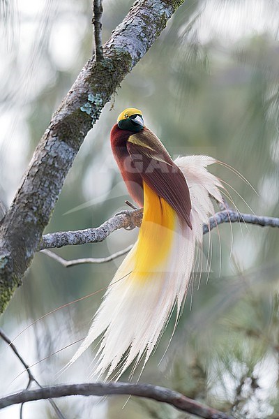 Lesser Bird-of-paradise (Paradisaea minor) perched on a branch in Papua New Guinea. stock-image by Agami/Glenn Bartley,