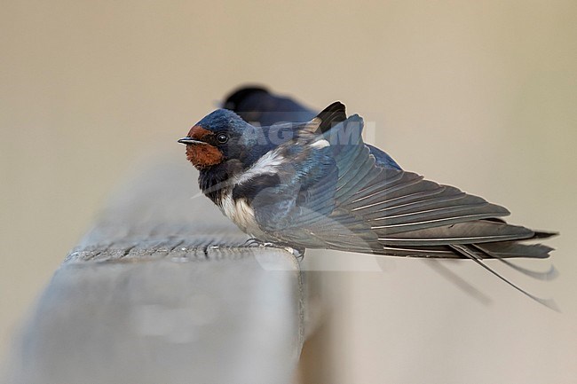 Barn Swallow - Rauchschwalbe - Hirundo rustica ssp. rustica, Hungary, adult male stock-image by Agami/Ralph Martin,