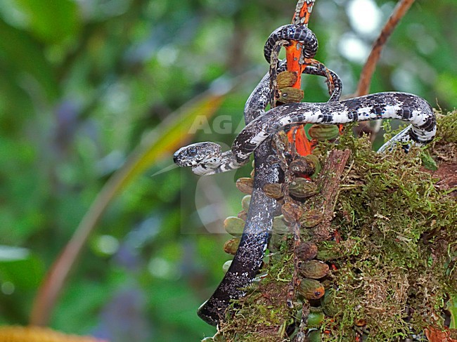 Clouded Snake, Sibon nebulata stock-image by Agami/Alex Vargas,