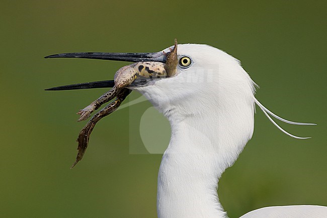 Little Egret (Egretta garzetta), close-up of an adult eating a frog, Campania, Italy stock-image by Agami/Saverio Gatto,