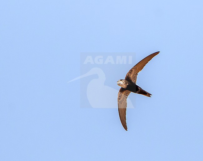 Horus Swift (Apus horus) in Senegal. stock-image by Agami/Dani Lopez-Velasco,