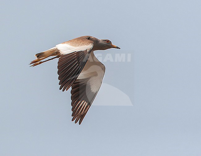 Grey-headed Lapwing (Vanellus cinereus) in flight overhead, seen from below. stock-image by Agami/Marc Guyt,