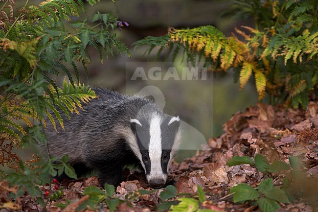 Europese Das foeragerend op de bosbodem; European Badger foraging on forest floor stock-image by Agami/Danny Green,