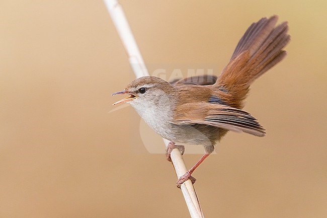 Cetti's Warbler (Cettia cetti), adult singing and displaying from a reed, Campania, Italy stock-image by Agami/Saverio Gatto,