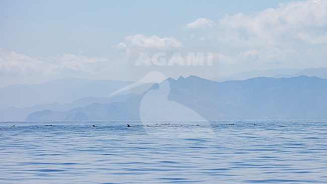Short-finned Pilot Whales (Globicephala macrorhynchus) on the surface in front of the coast of Timor-Leste. stock-image by Agami/Lennart Verheuvel,