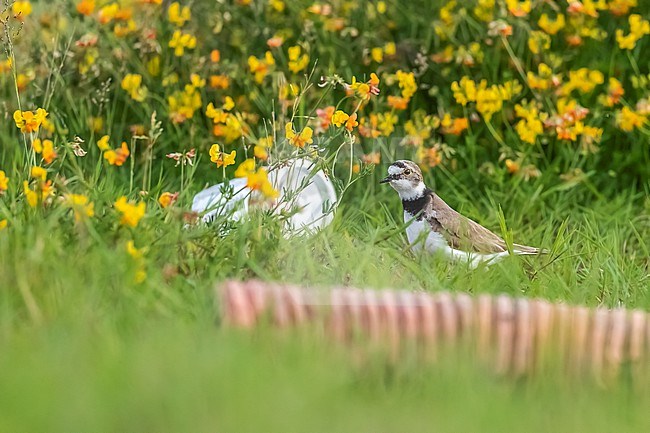 Adult female Little Ringed Plover (Charadrius dubius curonicus) in breeding ground sitting, Brussels, Brabant, Belgium. stock-image by Agami/Vincent Legrand,